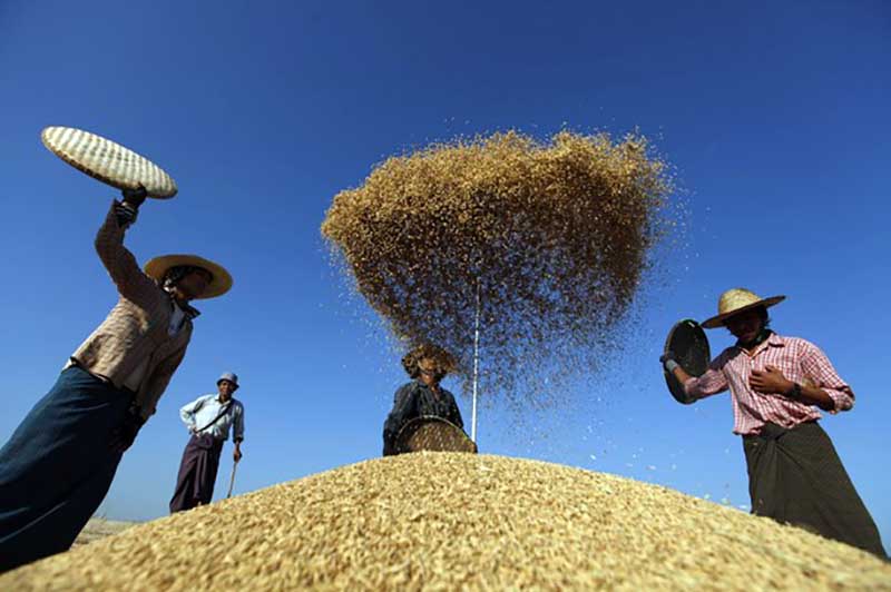 တ႐ုတ္ကုန္သည္မ်ားက မႏၱေလးကိုလာေရာက္ စပါး၀ယ္ယူေနသျဖင့္ဆန္စက္မ်ားအခက္ေတြ႔