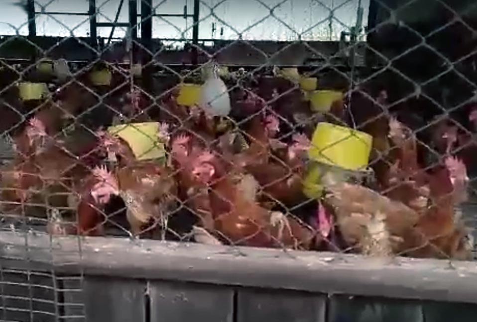 ထား၀ယ္ၿမဳိ႕တြင္ H5N1 ၾကက္ငွက္တုပ္ေကြးေရာဂါျဖစ္ပြားေနေၾကာင္း တိေမြးကု အတည္ျပဳ
