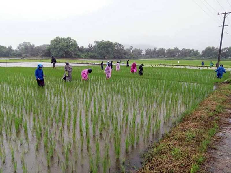 စပါးခင္​းမ်ား ​ခ႐ုက်​ေရာက္​မႈ အသိပညာေပးေရး ပူး​​ေပါင္း​ေဆာင္​ရြက္​​ၾကရန္​ တိုက္​တြန္​း