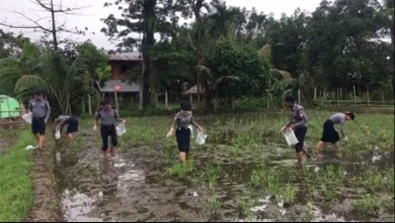 လယ္ဧက ၂၀၀ ခန္႔တြင္းက စပါးပင္မ်ားကုိ ကုိက္ျဖတ္သည့္ ခ႐ုမ်ားကုိ စုေပါင္းေကာက္