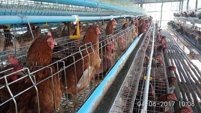 ၿမိတ္ခ႐ိုင္အတြင္း ၾကက္ငွက္တုပ္ေကြးေရာဂါကင္းရွင္းေၾကာင္း သတင္းထုတ္ျပန္