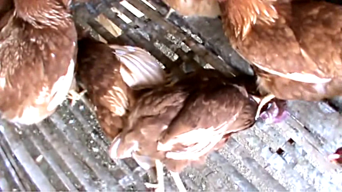 တနသၤာရီတုိင္းတြင္ H5N1 ၾကက္ငွက္တုပ္ေကြးေရာဂါ ထိန္းခ်ဳပ္ႏုိင္
