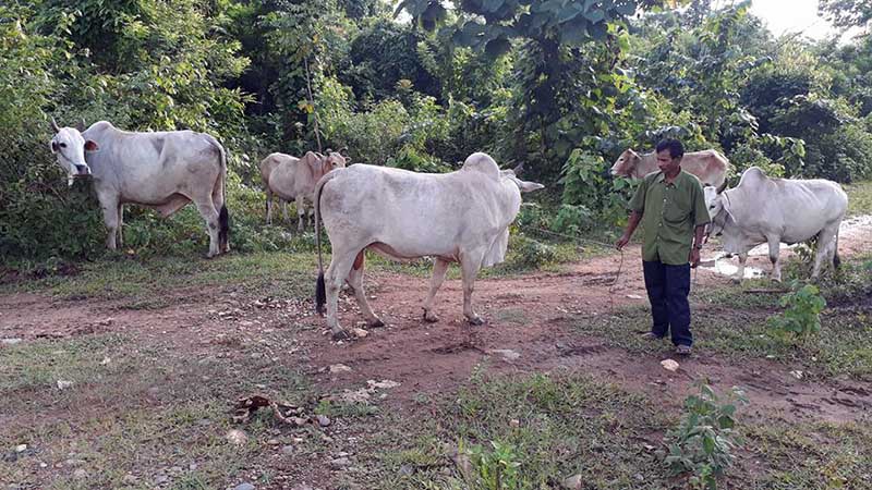 အင္းေတာ္တြင္ တရားမ၀င္သယ္ေဆာင္လာသည့္ ႏြား ၁၄ ေကာင္ ဖမ္းမိ
