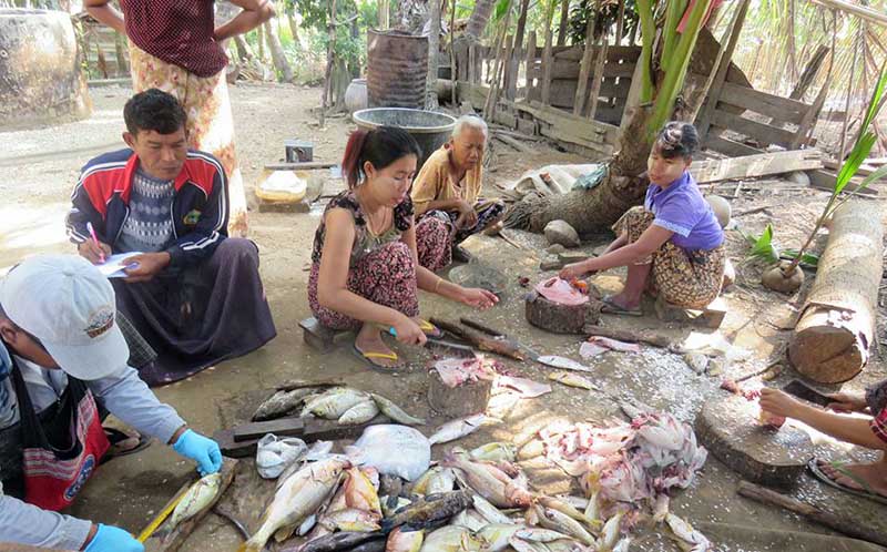 နည္းပညာအခက္အခဲႏွင့္ လုပ္ေသားေလ်ာ့နည္းလာမႈေၾကာင့္ ရခိုင္ငါးလုပ္ငန္း က်ဆင္း