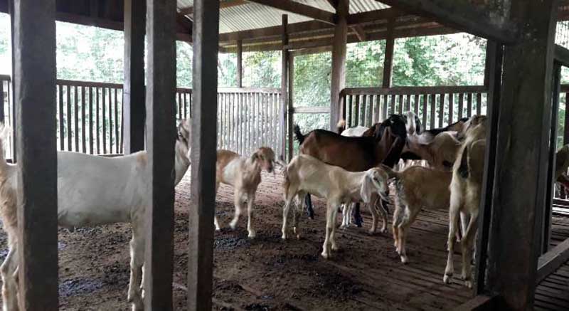အပုိ၀င္ေငြရရွိေရး တႏိုင္တပိုင္ ဆိတ္ေမြးျမဴၾကရန္ မင္းလွေတာင္းသူမ်ားကုိ တုိက္တြန္း