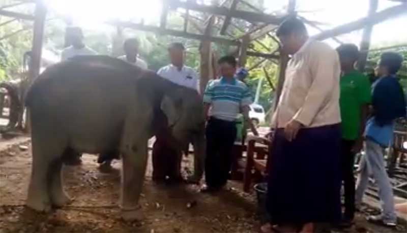 သနားစဖြယ္ သင္းကြဲဆင္မေလးကို ဝဂၤေဘာ္ဆင္စခန္းသို႔ ပို႔ေဆာင္မည္ (႐ုပ္သံ)
