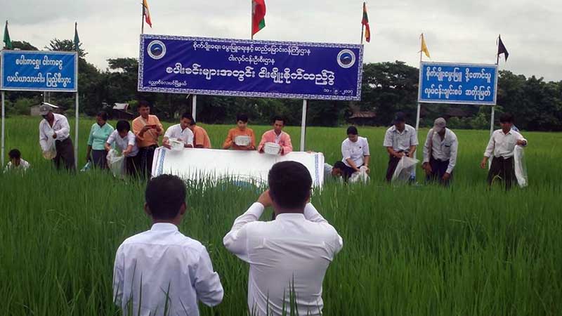 ေညာင္ေလးပင္တြင္ ေက်းလက္ငါးရိကၡာဖူလံုေရး စပါးခင္းမ်ားအတြင္း ငါးမ်ိဳးစိတ္ထည့္ေပး