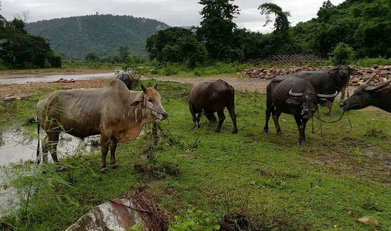 အင္းေတာ္တြင္ တရားမ၀င္ ကၽြဲႏြားသယ္ေဆာင္သူမ်ားကို ဖမ္းဆီး