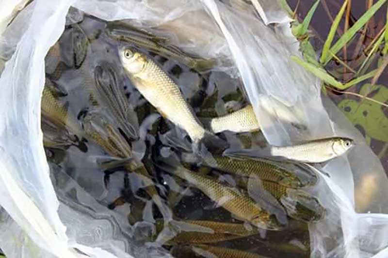 ဖယ္ခံုအင္းတြင္ ငါးသားေပါက္ေကာင္ေရ ၁ သိန္းေက်ာ္ လႊတ္မည္