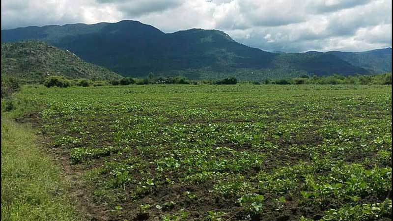 တပ္ပုိင္ေျမအတြင္း က်ဳးေက်ာ္ထြန္ယက္သည့္ ေတာင္သူ ၇ ဦးကုိ အမႈဖြင့္