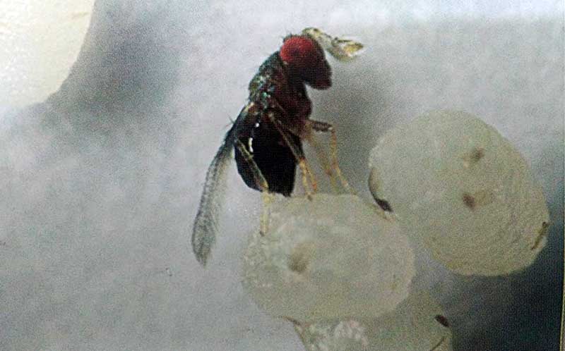 စားသုံးသူ​မ်ား အႏၱရာယ္​ကင္​းရန္ ပိုးသတ္​​​​ေဆးအစား အက်ဳိးျပဳ နဂ်ီပိုး​ေမြးျမဴရန္လို