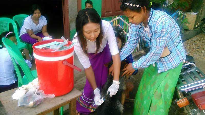 မံုရြာတြင္ ေလလြင့္ႏွင့္အိမ္ေမြး ေခြးမ်ားကို ေခြး႐ူးျပန္ကာကြယ္ေဆး ထိုးေပး