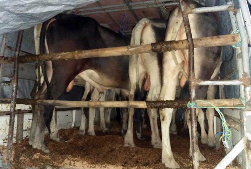 တရားမဝင္ ႏြား ၂၈ ေကာင္ သယ္ေဆာင္လာသည့္ ကား ၂ စီးဖမ္းမိ