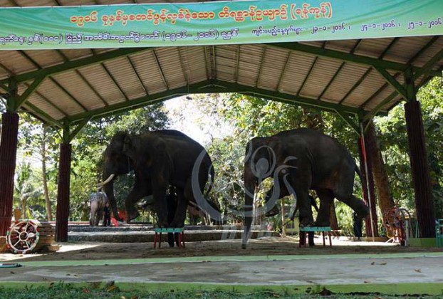 ရန္ကုန္တိရစာၦန္ဥယ်ာဥ္တြင္ ကၽြမ္းက်င္လုပ္သားရွားပါးေန