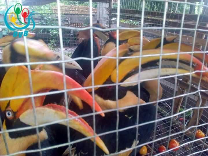 ဖမ္းဆီးရမိေသာ ေအာက္ခ်င္းငွက္ ၉ ေကာင္အား မန္းႀကိဳးျပင္သဘာဝေတာတြင္ ျပန္လႊတ္