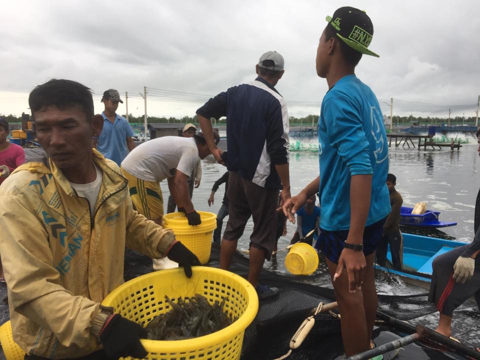 ၿမိတ္ခ႐ိုင္အတြင္းရွိ ေခတ္မီ ေရငန္ပုစြန္ေမြးျမဴေရးလုပ္ငန္းခြင္ (ဓာတ္ပုံ)
