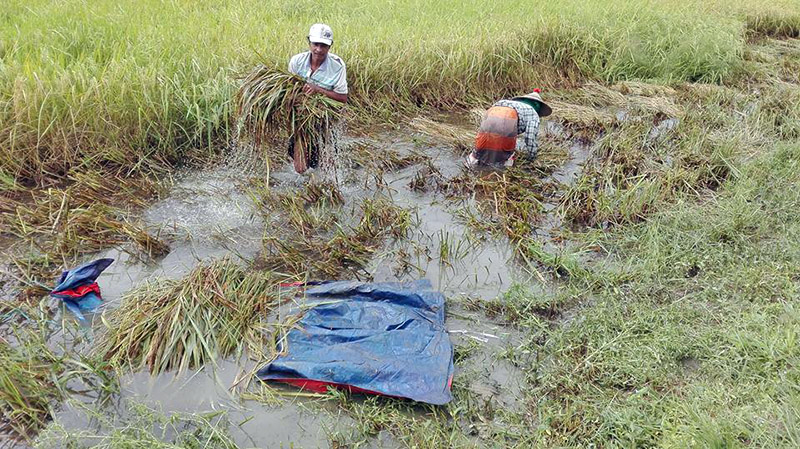 မိုးအဆက္မျပတ္ရြာသြန္းေနမႈေၾကာင့္ မိုးစပါရိတ္သိမ္းခ်ိန္ ေတာင္သူမ်ားအခက္ေတြ႔