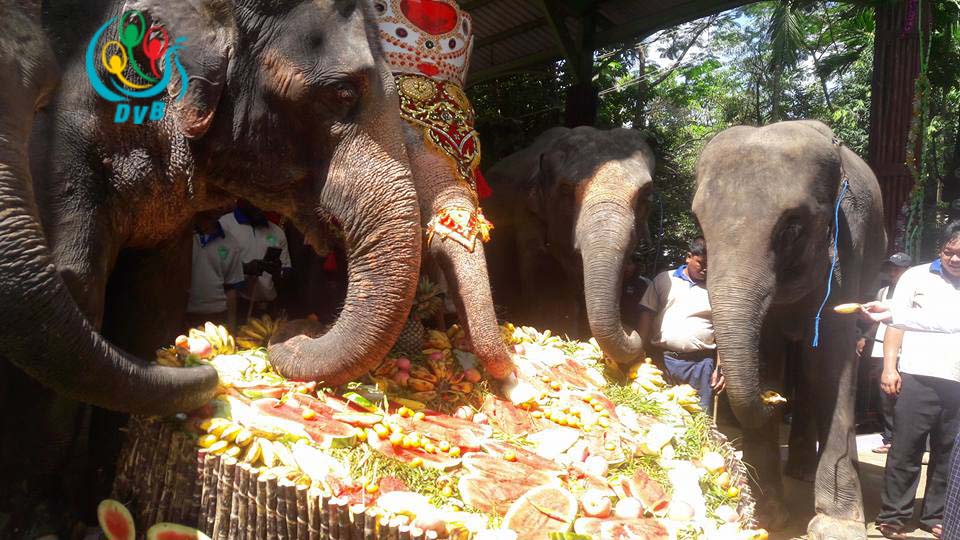 ဆင္မႀကီးမိုမို၏ ၆၄ ႏွစ္ေျမာက္ေမြးေန႔ ရန္ကုန္တိရစၦာန္႐ုံတြင္ ျပဳလုပ္