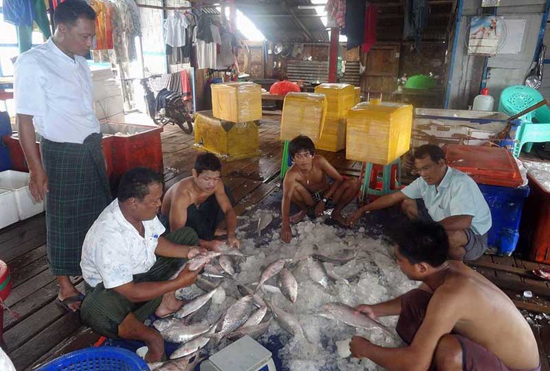 ငါးသေလာက္ငါး မ်ဳိးေပါက္ဖြားမႈႏႈန္း ေလွ်ာ့နည္းက်ဆင္းလာေန