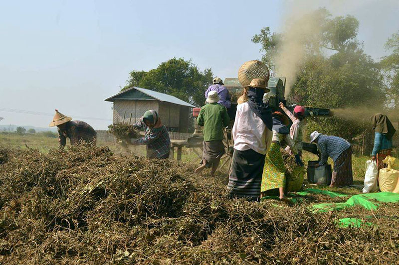 မတ္ပဲေစ်းက်ဆင္းမႈေၾကာင့္ ပဲစိုက္ေတာင္သူမ်ား အခက္ေတြ႔