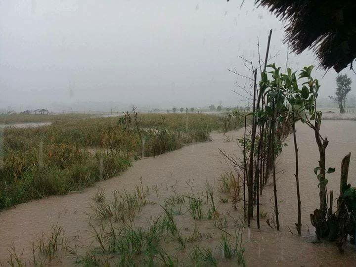 တာခ်ီလိတ္ခ႐ုိင္ တာေလတြင္ မိုးသည္းထန္ေရႀကီးၿပီး စပါးခင္းမ်ားေရလႊမ္း