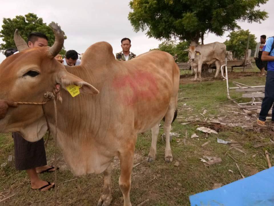 ထီးခ်ိဳင့္ၿမိဳ႕နယ္ တ႐ုတ္တင္ပုိ႔မည့္ ႏြားအေကာင္ ၃၀ ဖမ္းမိ