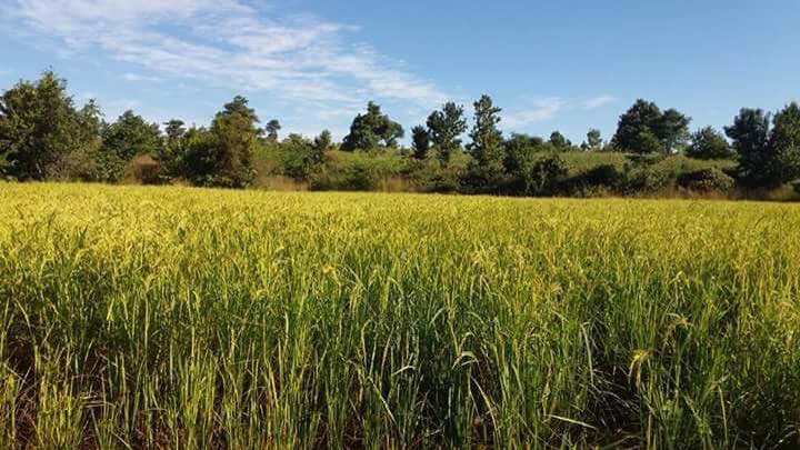 ပဲခူးတိုင္းတြင္ ေႏြစပါးႏွင့္ႀကံမ်ားကို အဓိကစိုက္ပ်ဳိးလာ