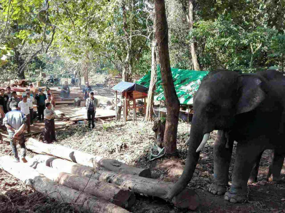 တရားမဝင္ သစ္ခြဲသား၊ သစ္ခဲြစက္၊ သစ္ဆဲြဆင္ ၁ ေကာင္ႏွင့္ လူ ၃ ဦး ဖမ္းမိ