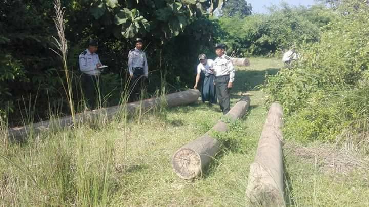 မင္းကင္းတြင္ တရားမ၀င္သစ္ ၁၂ တန္ေက်ာ္ ဖမ္းမိ၊ ပိုင္ရွင္ စုံစမ္းေန
