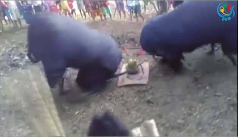 ကဝက္ရြာ၏ အစဥ္အလာႀကီးမားသည့္ အ႐ုပ္ကၽြဲ နတ္ျပပူေဇာ္ပြဲ (႐ုပ္သံ)