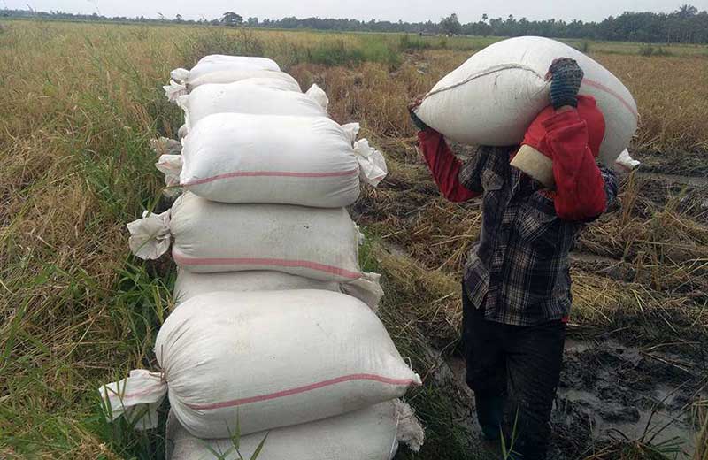 ေရႊဘိုခ႐ုိင္တြင္ မိုးစပါးေဟာင္းမ်ား ယခင္ႏွစ္ထက္ ေစ်းႏႈန္းစံခ်ိန္တင္ျမင့္တက္