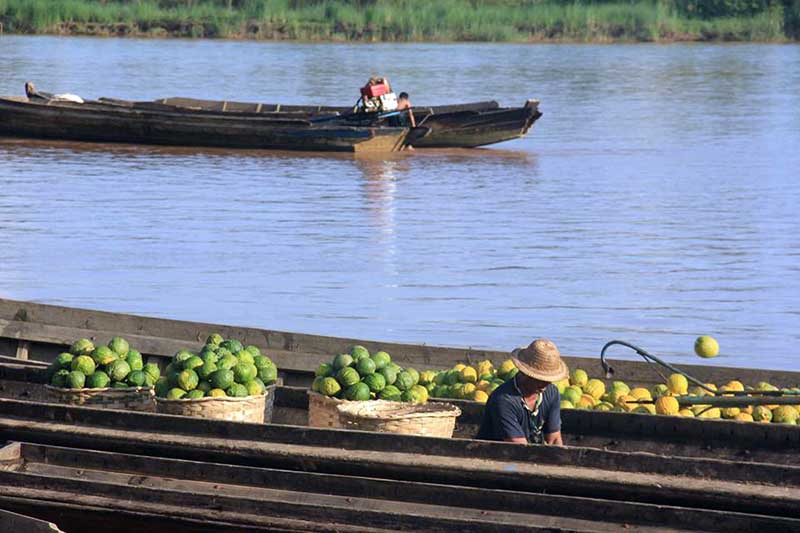 ေရွာက္သီးေဈးက်သျဖင့္ ၿခံပိုင္ရွင္မ်ား အ႐ံႈးေပၚ