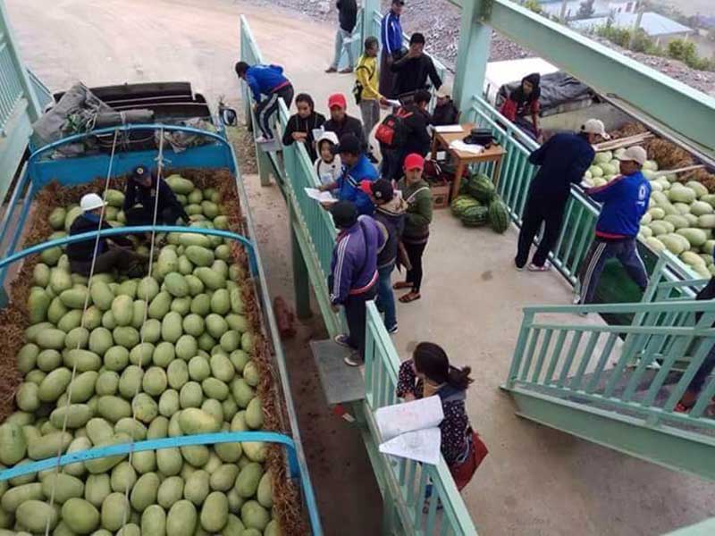 ပဲခူးတုိင္းအေနာက္ျခမ္းတြင္ ဖရဲစုိက္ပ်ဳိးသူ မ်ားလာ၊ နည္းပညာမသိ၍ အခက္ႀကံဳ