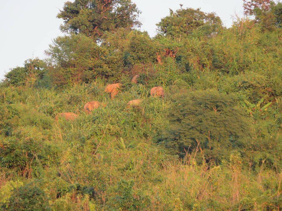 ငပုေတာၿမိဳ႕နယ္တြင္း ေတာဆင္႐ိုင္းမ်ား ၀င္ေရာက္၍ ေဒသခံမ်ား စိုးရိမ္ေန