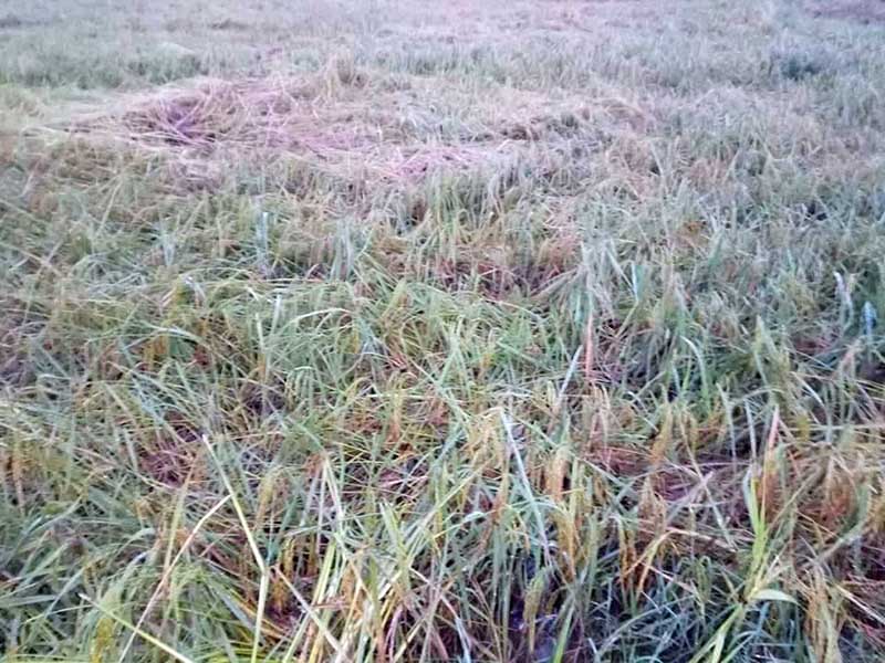 ဧရာဝတီတိုင္းအတြင္း မိုးရြာသြန္းမႈေၾကာင့္ လယ္သမားမ်ား အခက္အခဲမ်ိဳးစံု ရင္ဆိုင္ေနရ