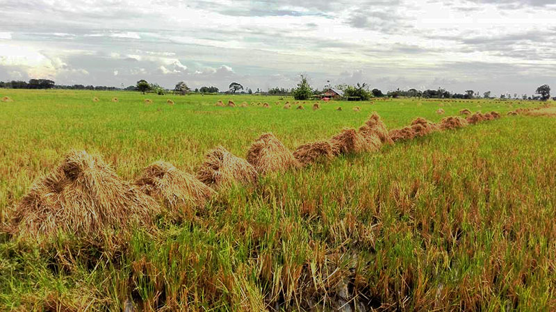 မိုးအဆက္မျပတ္ ရြာသြန္းမႈေၾကာင့္ ျဖဴးၿမိဳ႕နယ္ရွိ ပဲစိုက္ေတာင္သူမ်ား အခက္ေတြ႔
