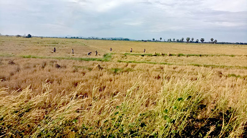 စပါးအျပင္ အျခားသီးႏွံမ်ားပါ အလွည့္က် စိုက္ပ်ိဳးရန္ တိုက္တြန္း