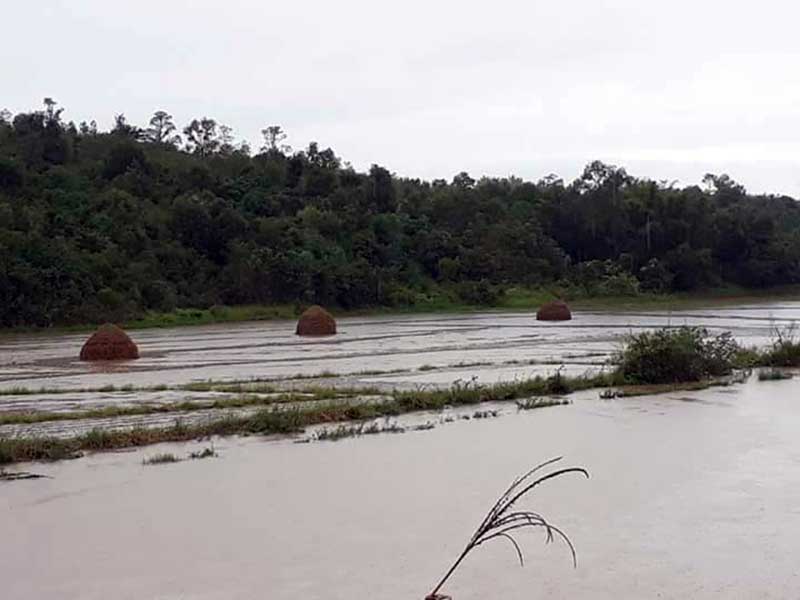 ရွမ္းေျမာက္တြင္ မုိးရက္ဆက္ရြာသျဖင့္ ရိတ္သိမ္းၿပီးစပါးမ်ား ေရျမဳပ္