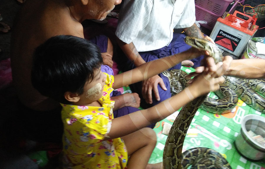 စမ္းေခ်ာင္းၿမိဳ႕နယ္ ကၽြန္းေတာလမ္းပြဲေစ်းတြင္ ျပသထားသည့္ ေႁမြလိမၼာေလးမ်ား (ဓာတ္ပုံ)