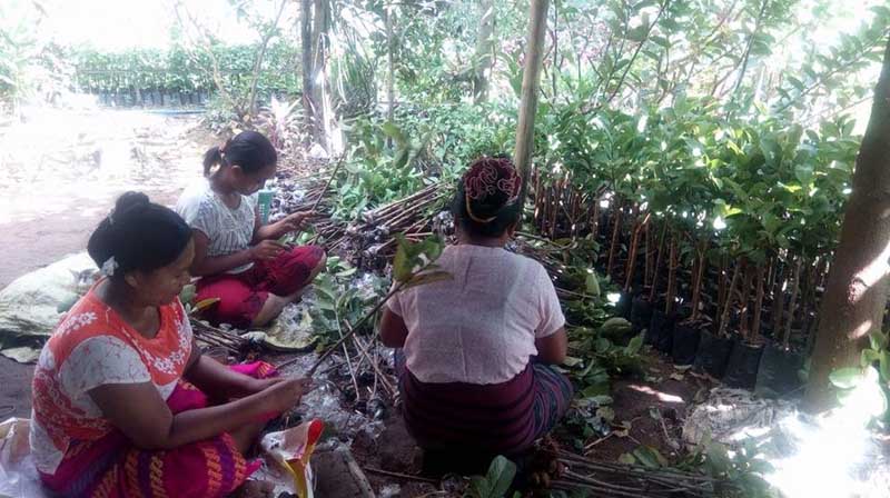 မာလကာသီး ေစ်းေကာင္း၍ တိုက္ႀကီးၿမိဳ႕တြင္ စိုက္ပ်ဳိးသူ မ်ားလာ