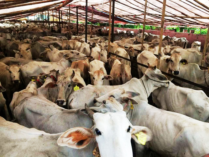 ျမန္မာ တင္ပုိ႔မည့္ ကၽြဲႏြားအားလုံး တ႐ုတ္ လက္ခံမည့္အေနအထားရွိဟု စီးပြားကူးသန္းေျပာ
