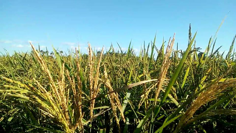 ေရဦးၿမိဳ႕နယ္တြင္ စပါးစိုက္ခင္းတခ်ိဳ႕ ဆစ္ပိုးက်သျဖင့္ အထြက္ႏႈန္းေလ်ာ့က်