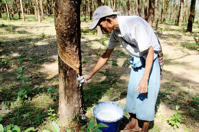 ေရာ္ဘာေဈးႏႈန္း က်လာသျဖင့္ ေရႊက်င္ၿမိဳ႕ ေရာ္ဘာလုပ္ကိုင္သူမ်ား စိုးရိမ္