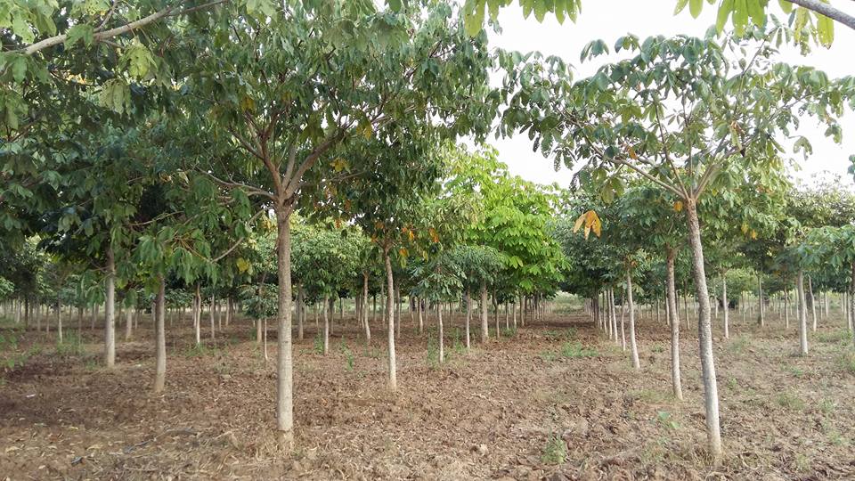 ႏုိင္ငံတကာေဈးကြက္ခ်ိတ္ဆက္ေပးေရး ေလၽွာ္ျဖဴစုိက္ပ်ဳိးသူမ်ား ေမၽွာ္လင့္