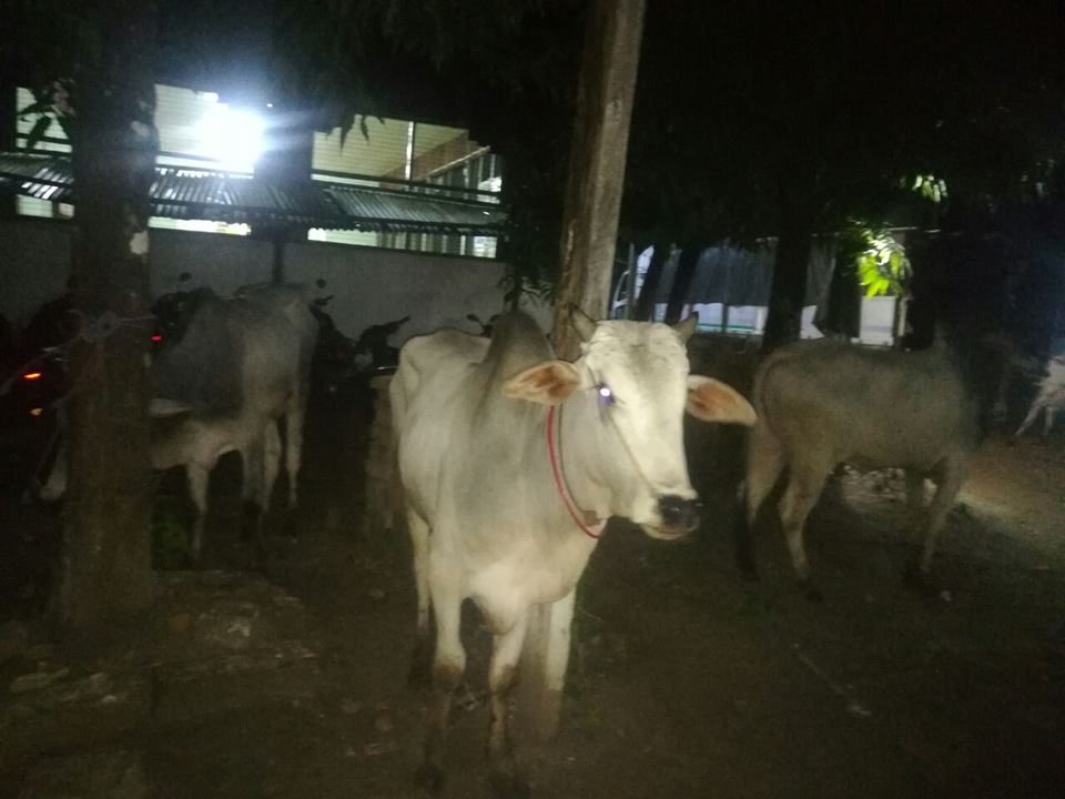 တရားမဝင္သယ္ေဆာင္လာသည့္ ႏြားအေကာင္ ၂၀ အား ျဖဴးၿမိဳ႕၌ ဖမ္းမိ