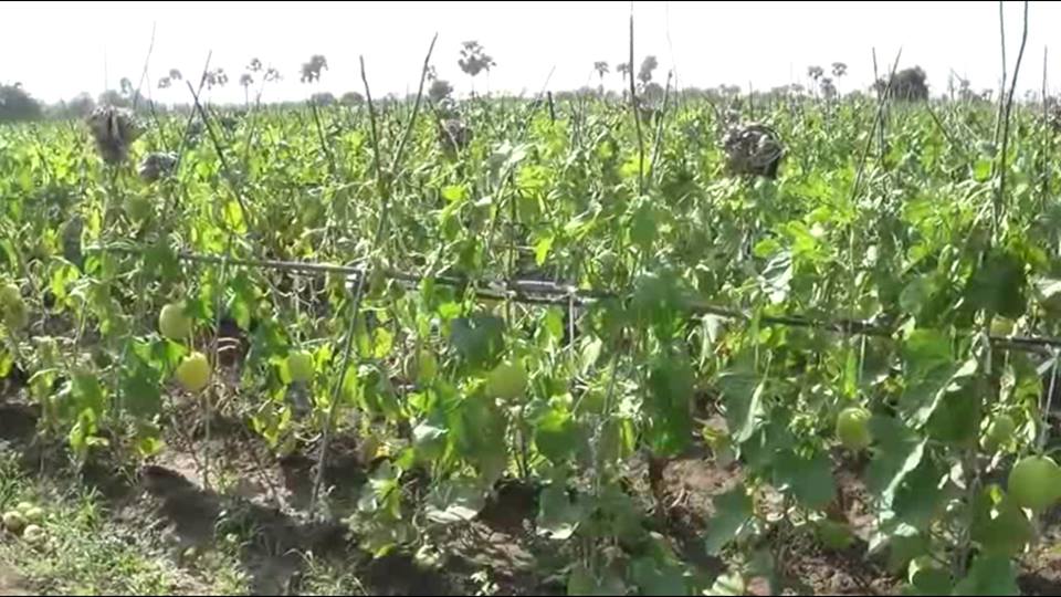 တ႐ုတ္ေငြေၾကးမတည္ၿငိမ္သျဖင့္ သခြားစိုက္ေတာင္သူမ်ား အရႈံးေပၚ
