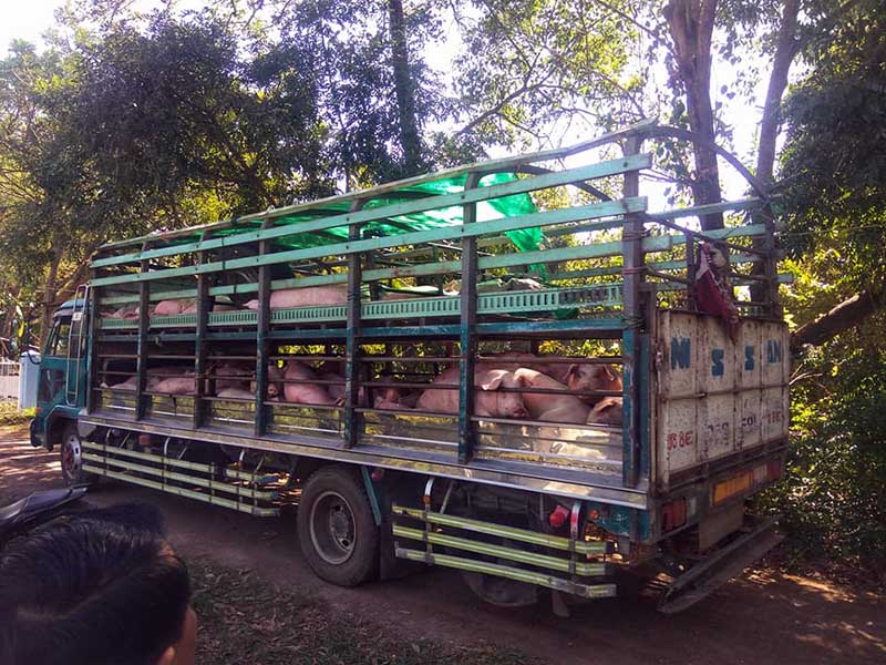 ထိုင္းမွ တရားမဝင္ ေမြးျမဴေရး၀က္မ်ား ဂိတ္ေၾကးေပး သယ္ေဆာင္ေန