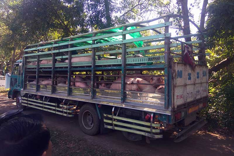 ထိုင္းႏိုင္ငံမွ တရားမဝင္ ေမြးျမဴေရးဝက္ သယ္ေဆာင္သူမ်ားကို ေထာင္ဒဏ္ ၁ ႏွစ္ ခ်မွတ္