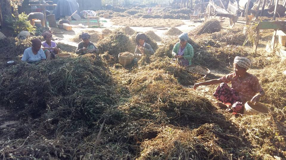 ေဆာင္းေျမပဲ စုိက္ခင္းမ်ားကို ႂကြက္မ်ား ဝင္ေရာက္ဖ်က္ဆီးသျဖင့္ ေတာင္သူမ်ား အ႐ႈံးေပၚ