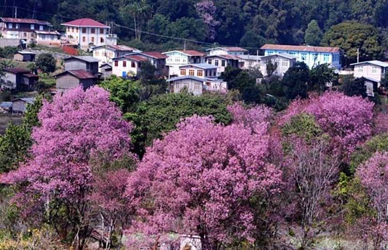 ၿမိဳ႕ေတာ္ ေတာင္ႀကီးမွာ ပြင့္ေနတဲ့ ခ်ယ္ရီပန္းမ်ား (ဓာတ္ပံု)
